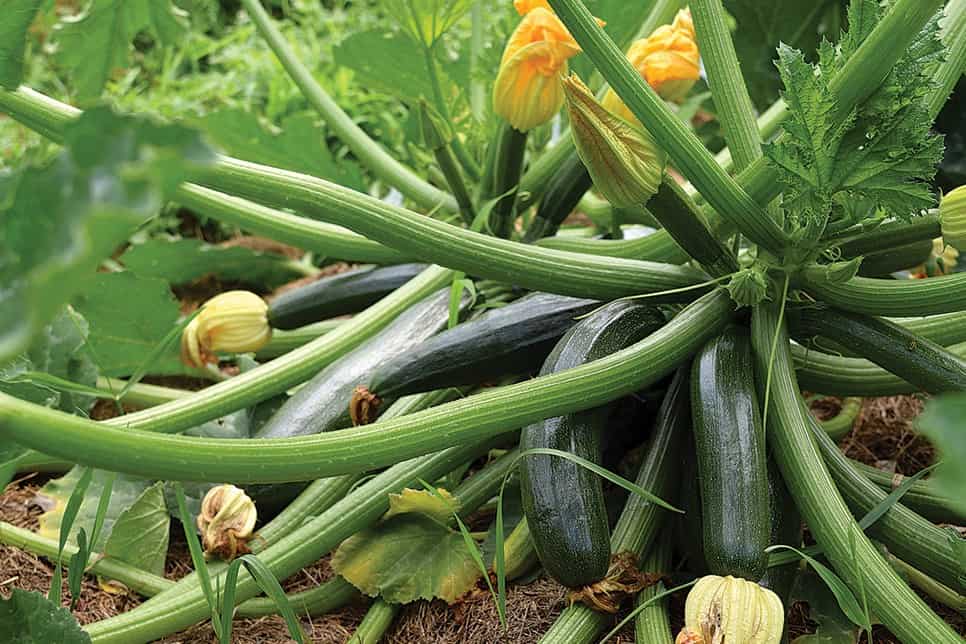 ¿Son comestibles las hojas de calabacín?