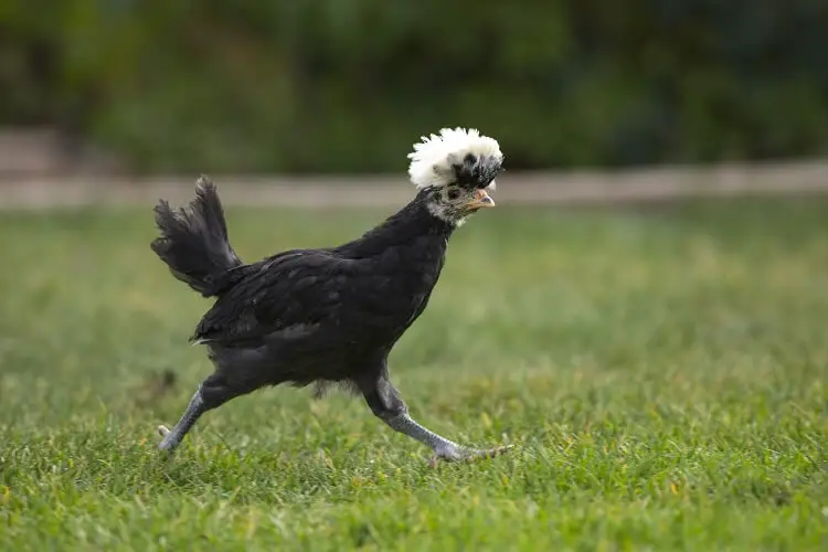 Pollo Crestado Polaco