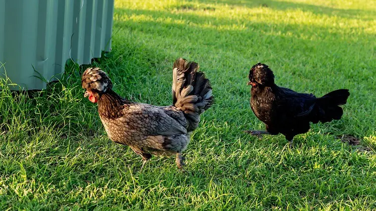 Pollo polaco fuera de itinerancia