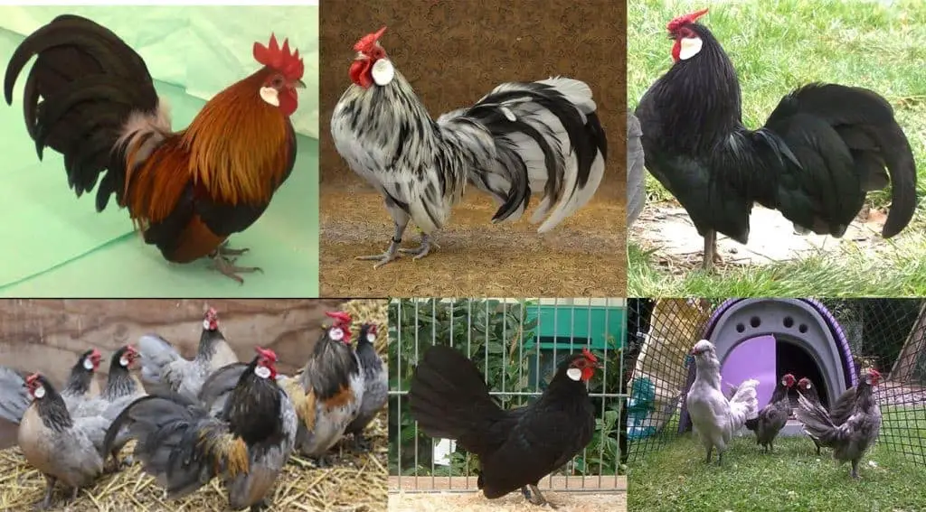 Gallo de panal de rosas