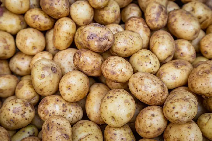 ¿los pollos pueden tener piel de patata?