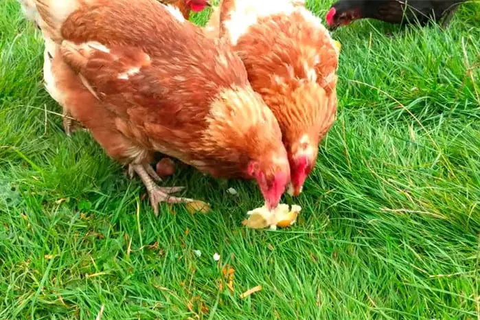 ¿Pueden los pollos comer papas crudas?