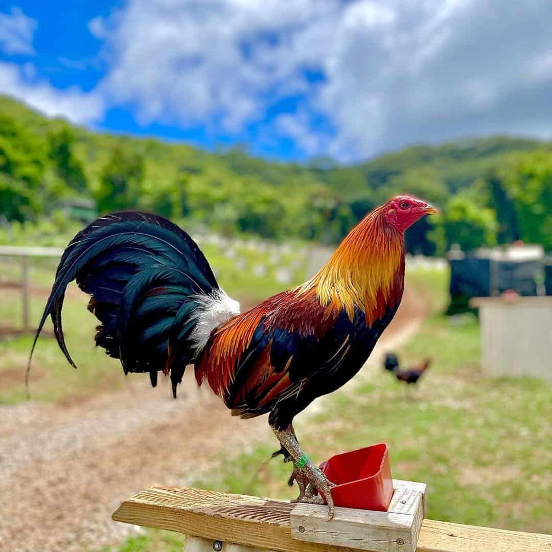 razas de pollo de herencia