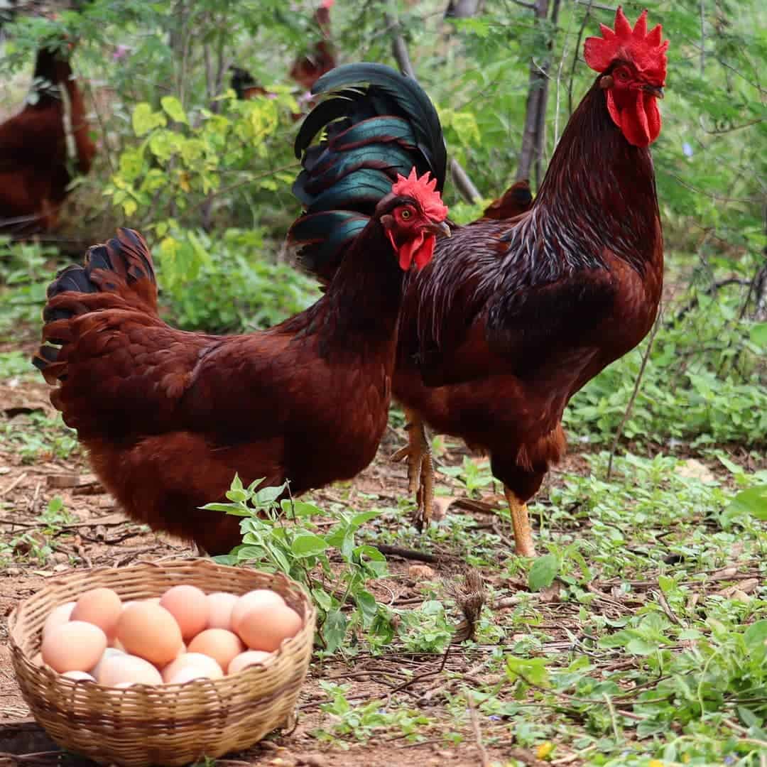 ¿Qué es un pollo patrimonial?
