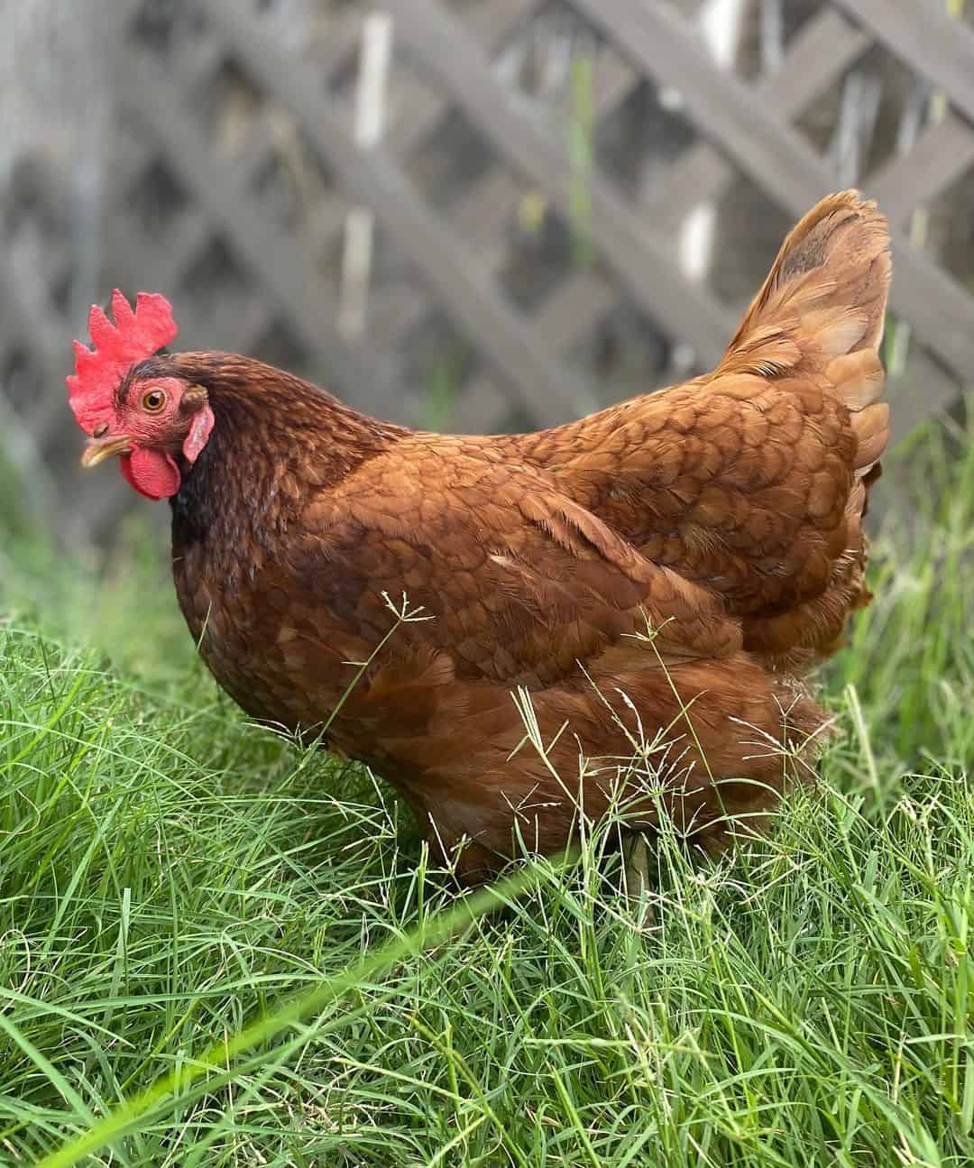 pollo patrimonio