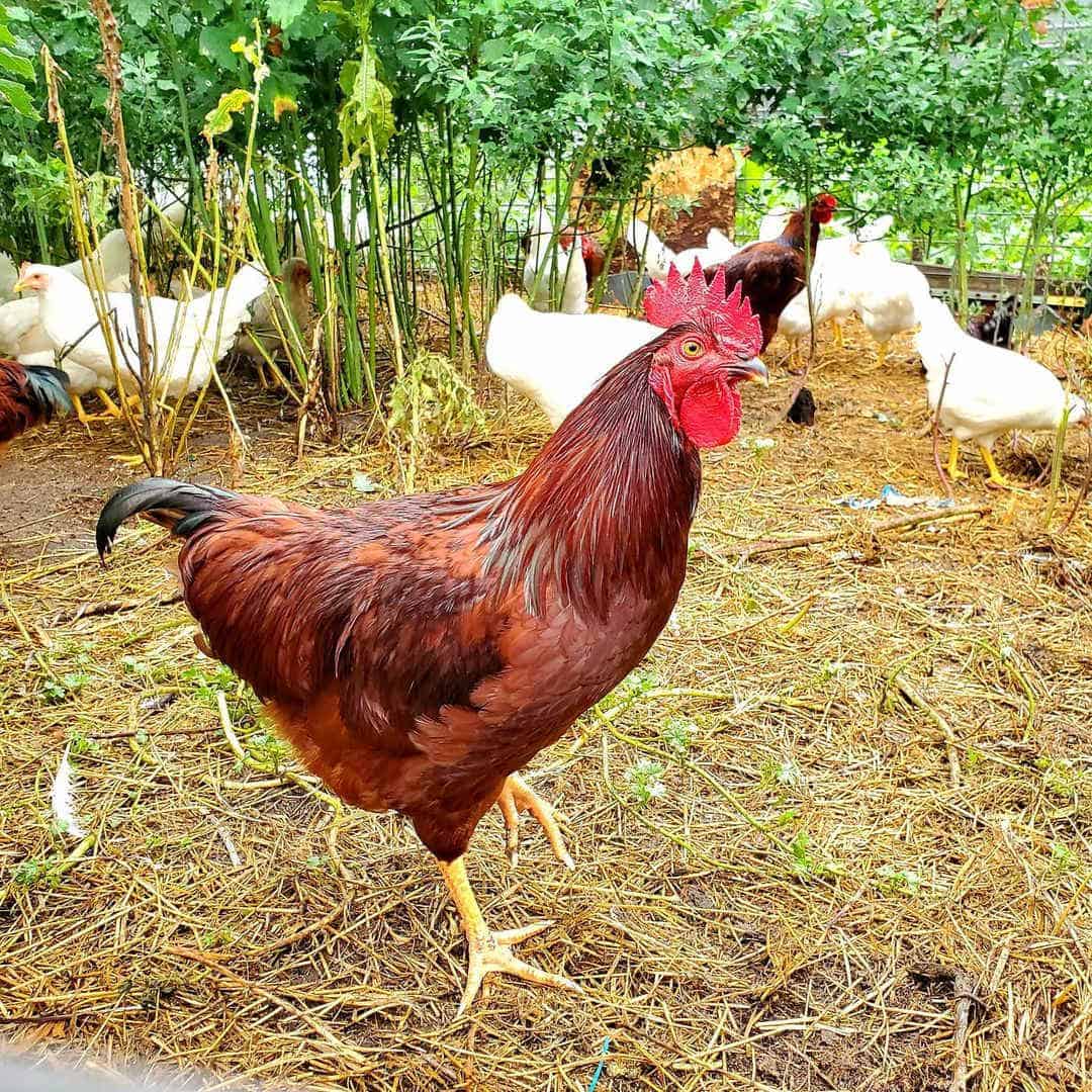 razas hereditarias de pollos