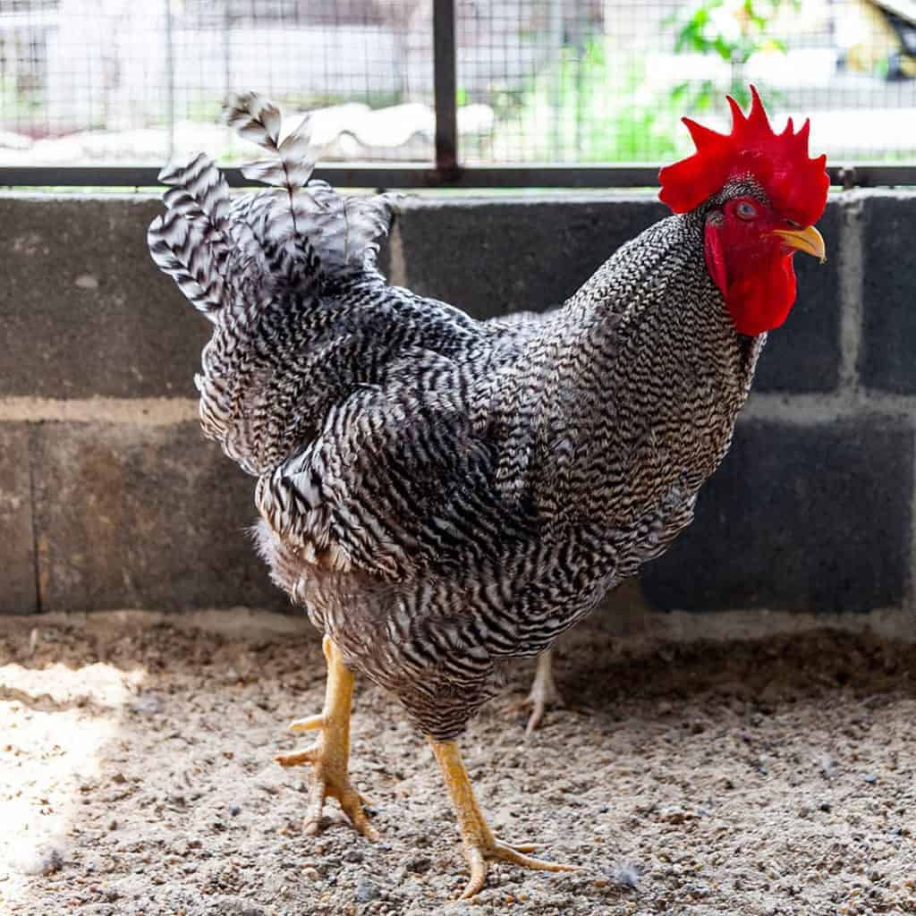 raza de pollo patrimonial
