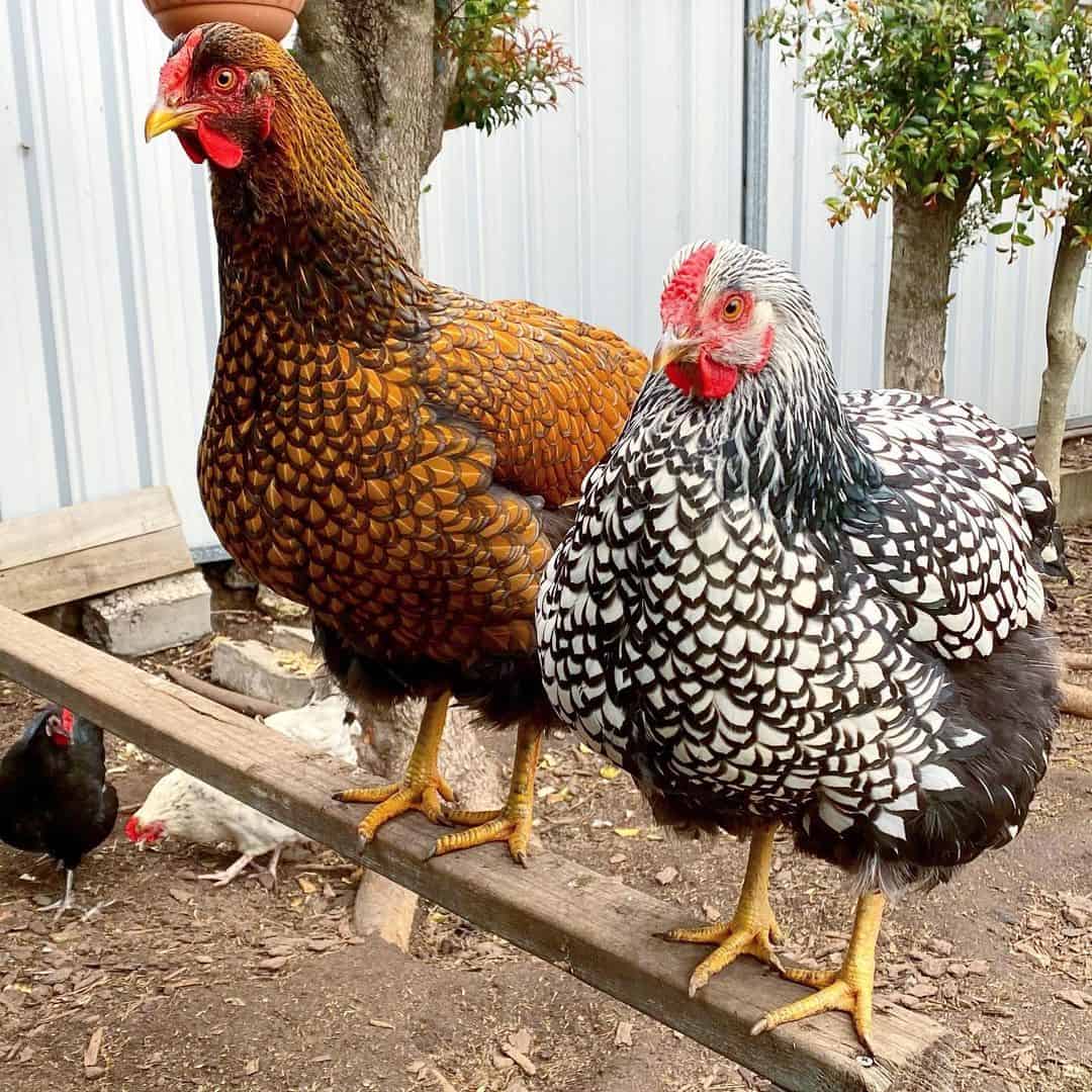 razas de pollo reliquia