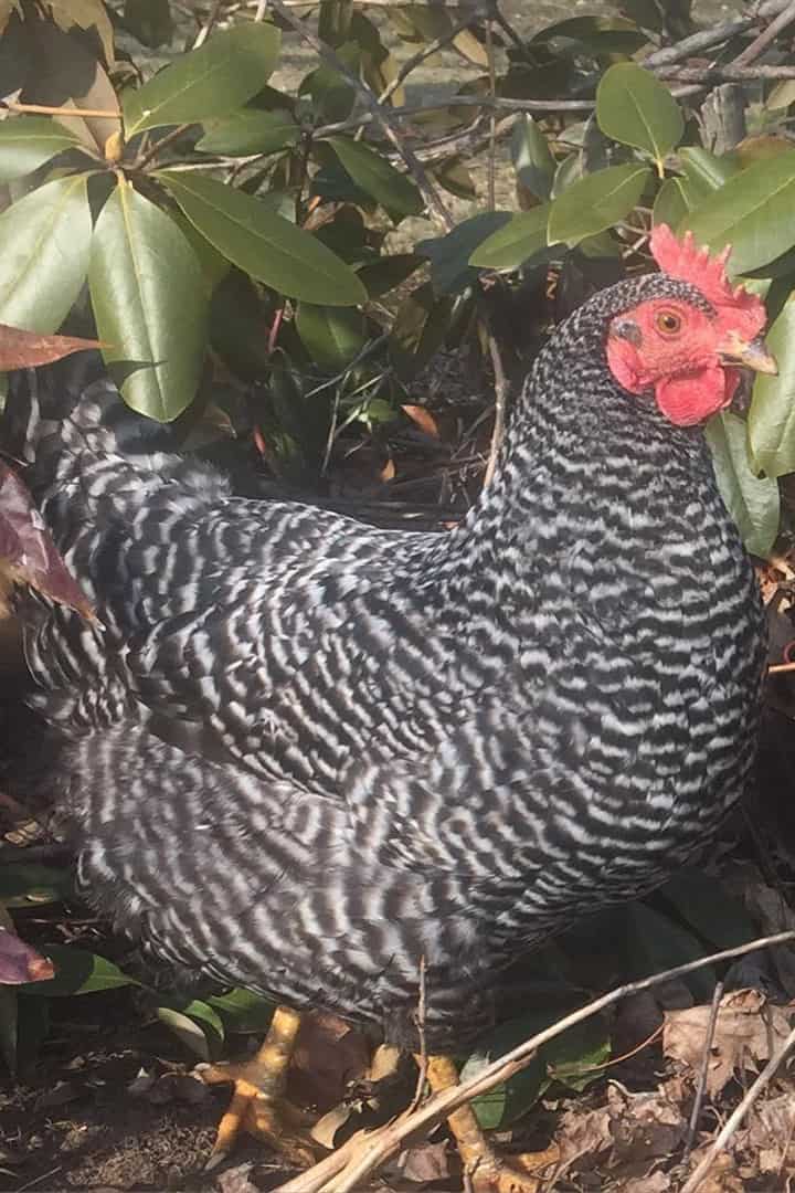pollos de raza patrimonial