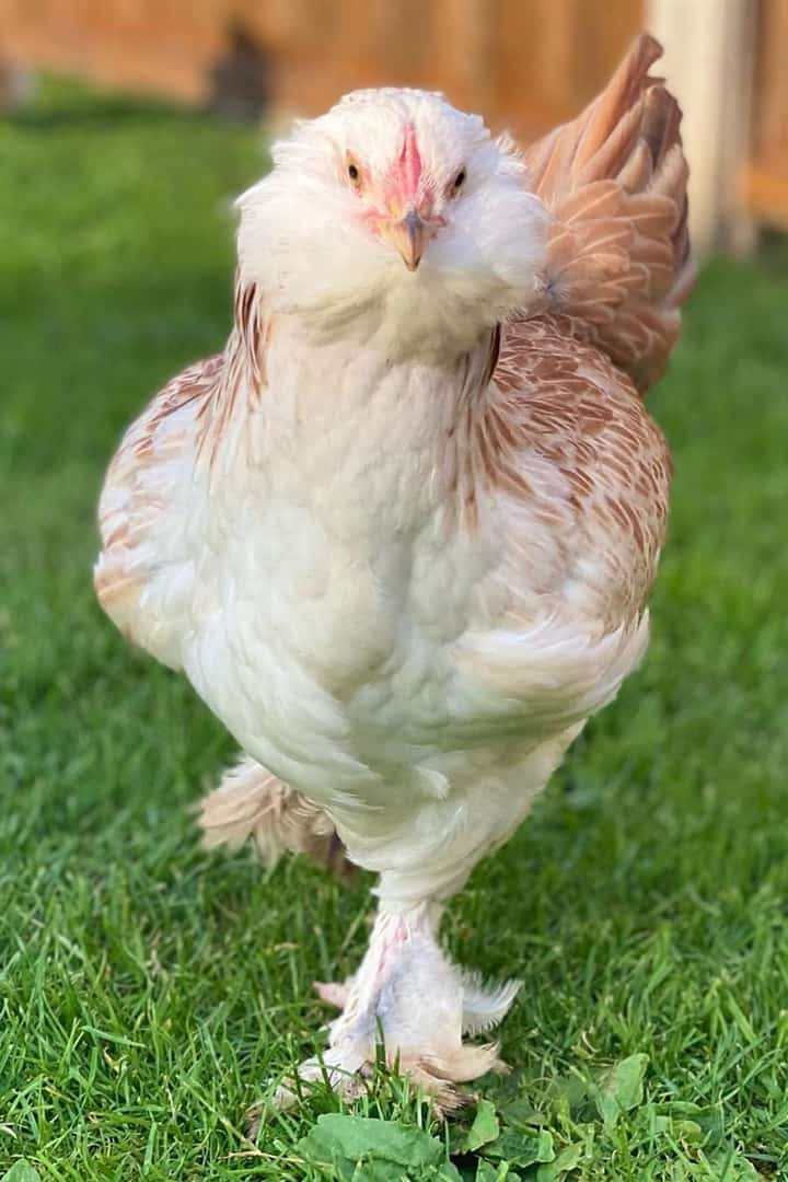 razas de herencia de pollo