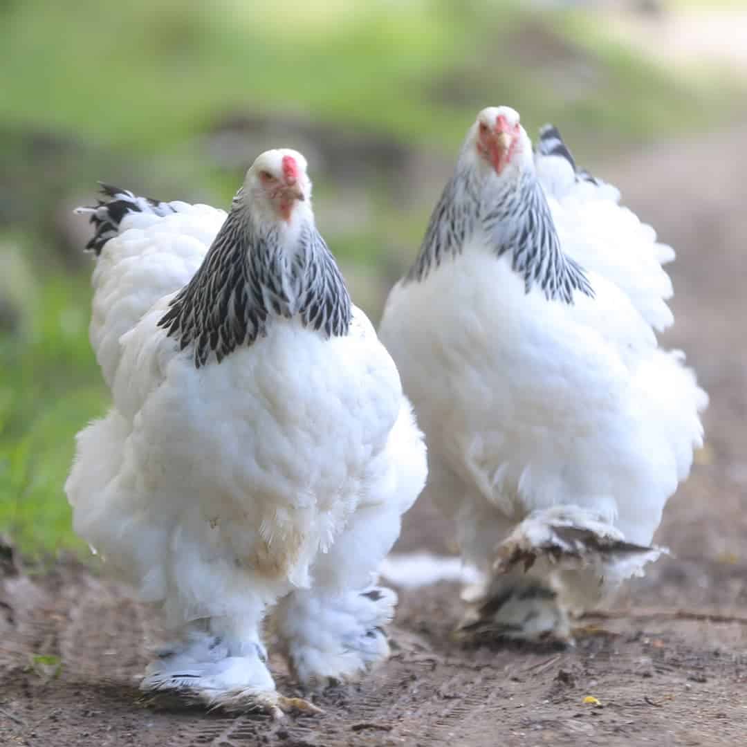 razas de pollos patrimoniales