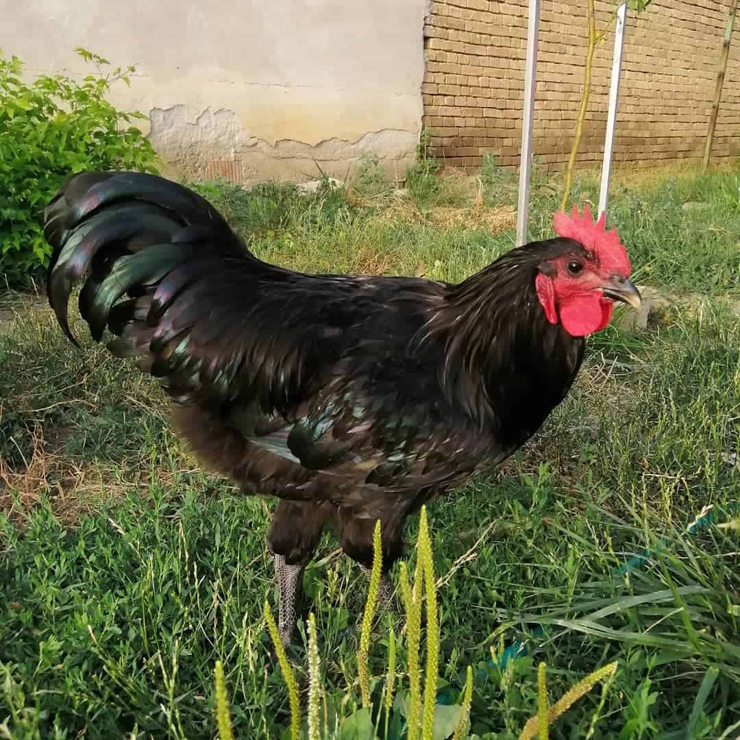 lista de pollos de raza patrimonial