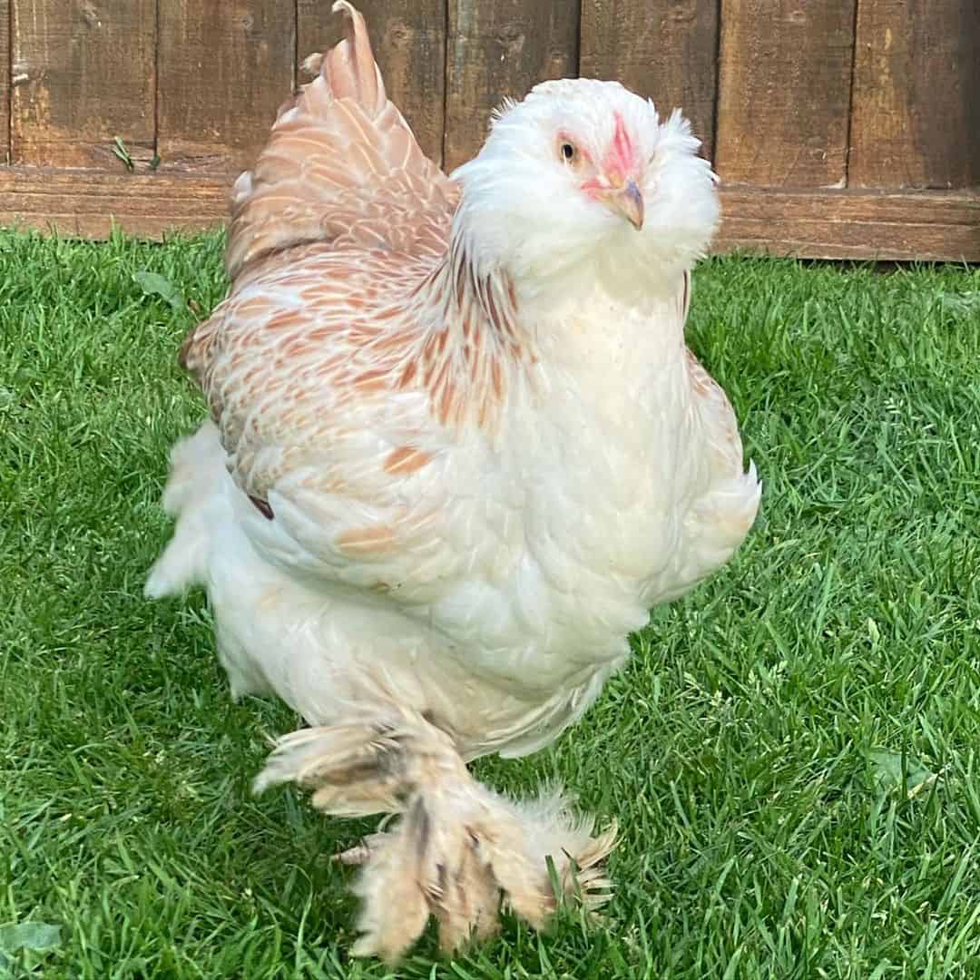 viejas razas de gallinas