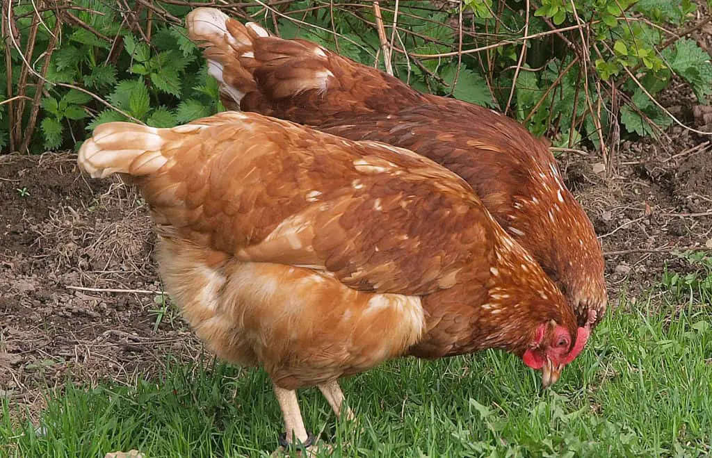las gallinas ponen huevos sin gallo