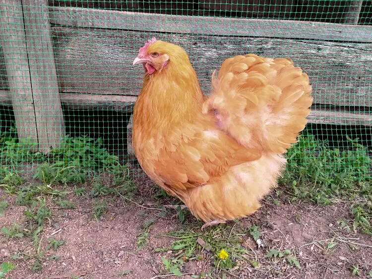 Primer plano de Buff Orpington