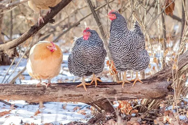 Buff Orpington con rocas de Plymouth