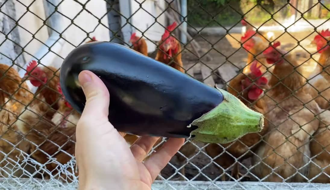 ¿Pueden los pollos tener berenjena?
