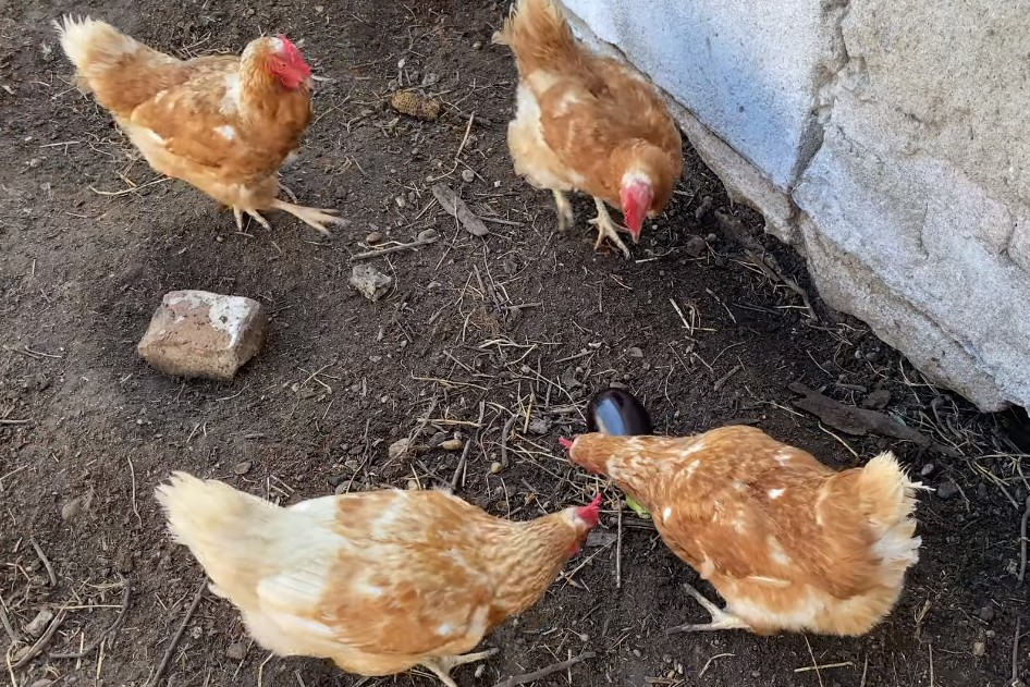 pollo o la berenjena