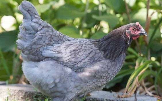 una gema de zafiro en el jardín