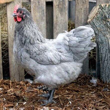 una gallina de gemas de zafiro