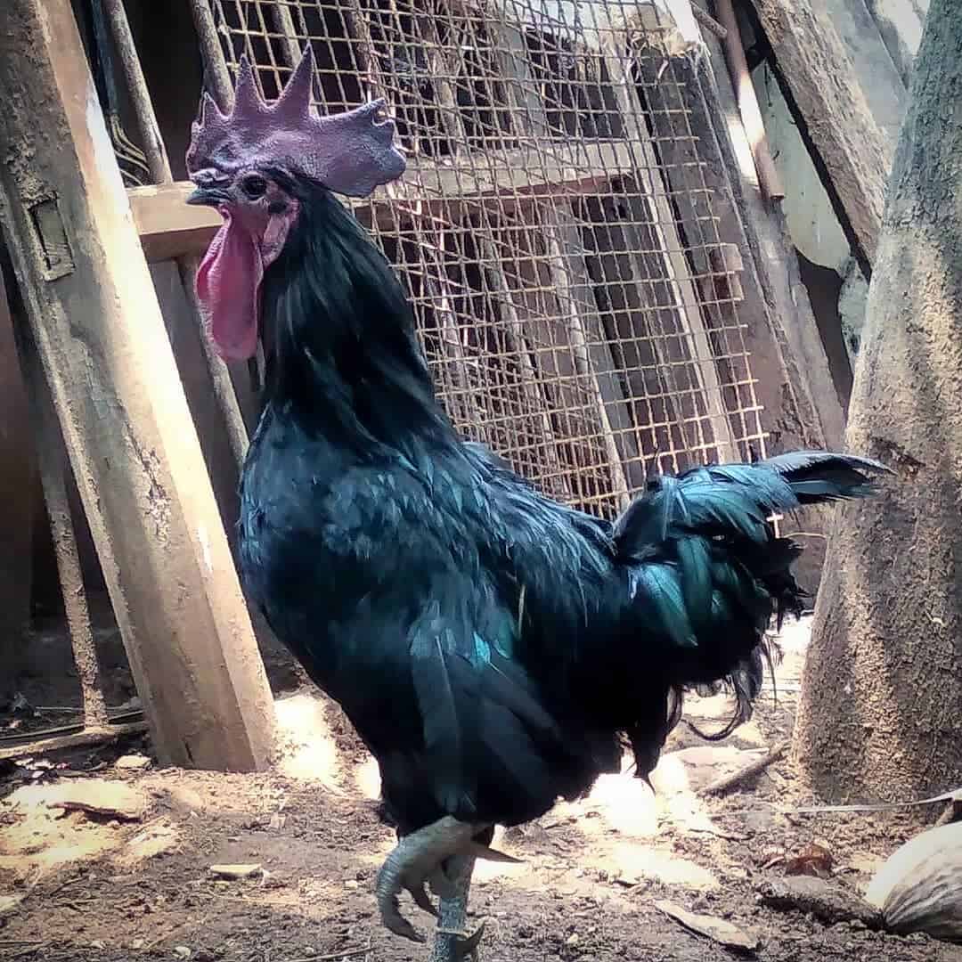 pollo kadaknath