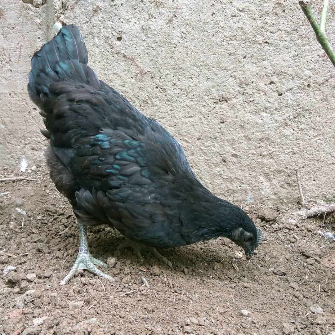 kadaknath
