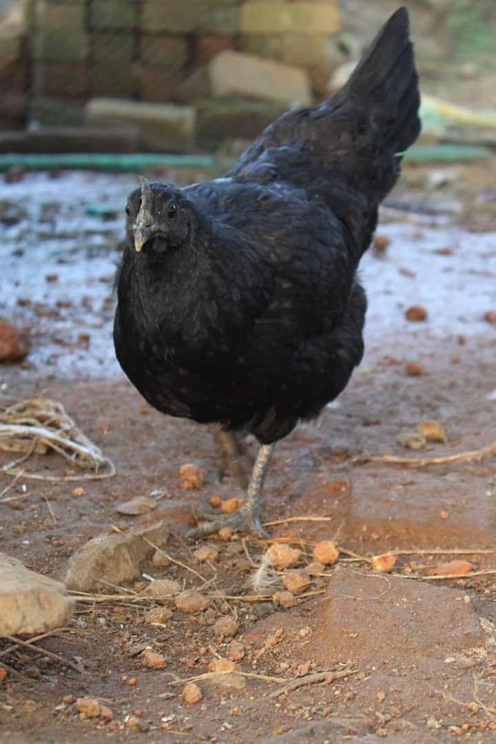 precio del pollo kadaknath