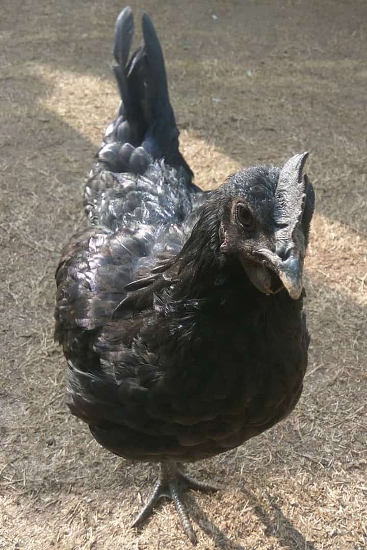 carne de pollo negro