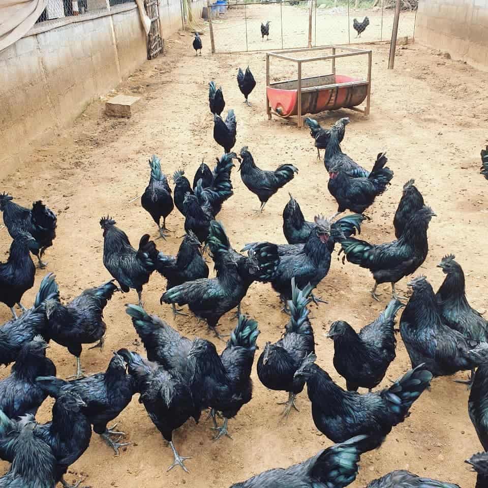 pollo con carne negra