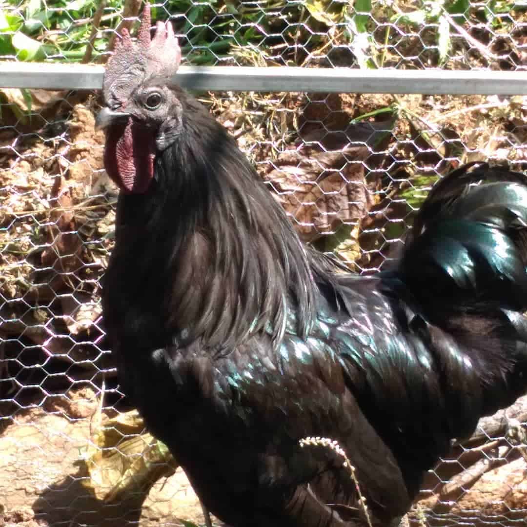 pollos kadaknath