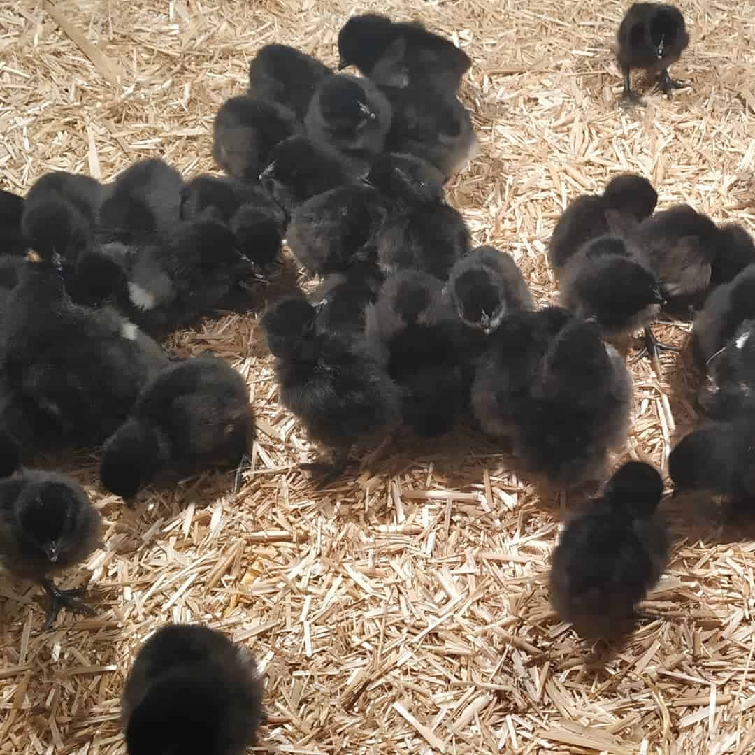 precio del pollo negro
