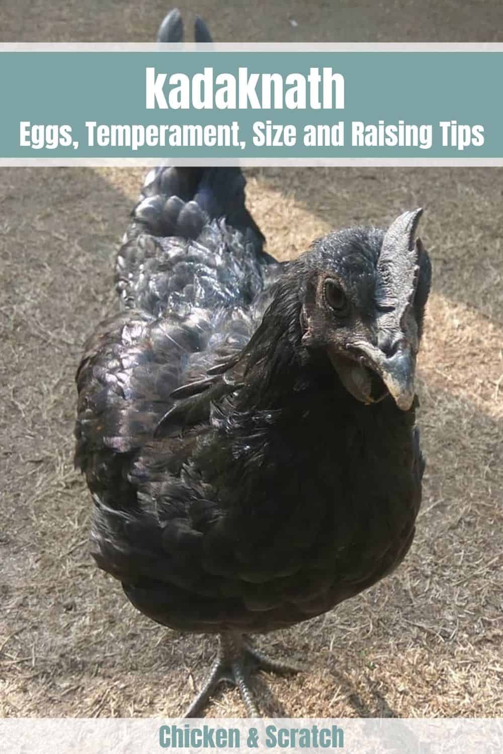 pollos kadaknath