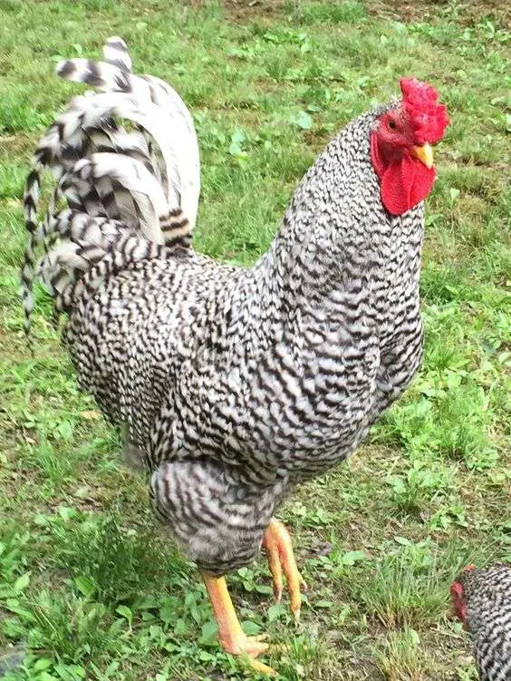 un gallo de gema de zafiro