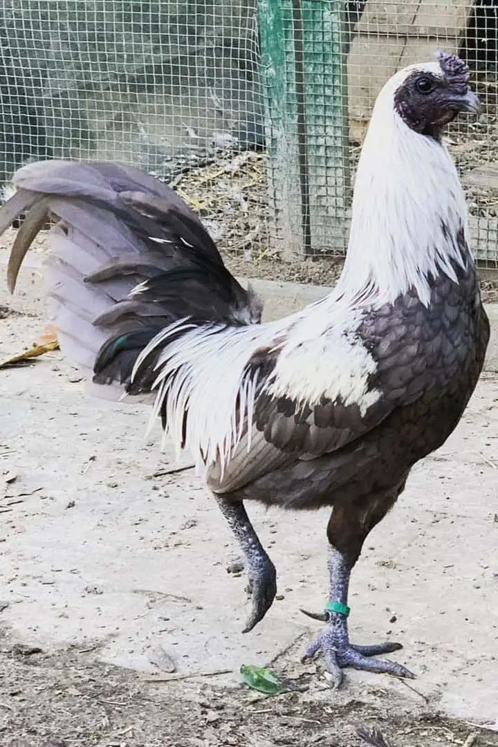 peleas de aves de caza
