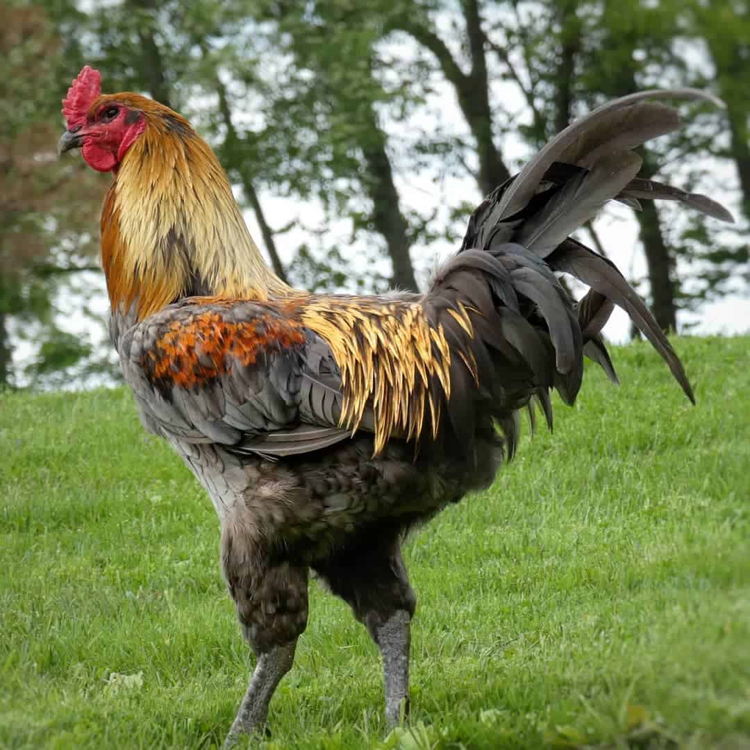 juego aves gallos craigslist