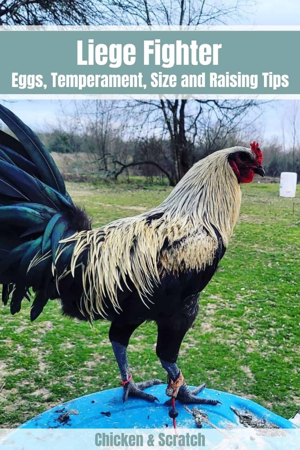 pollos de combate de lieja