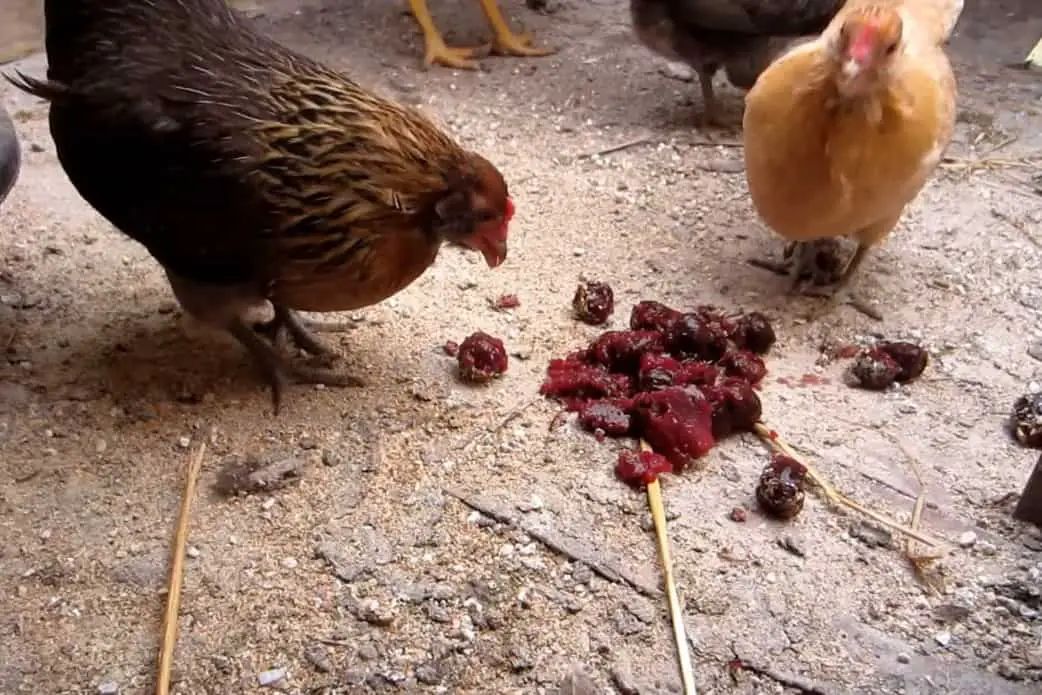 ¿Las cerezas son buenas para los pollos?