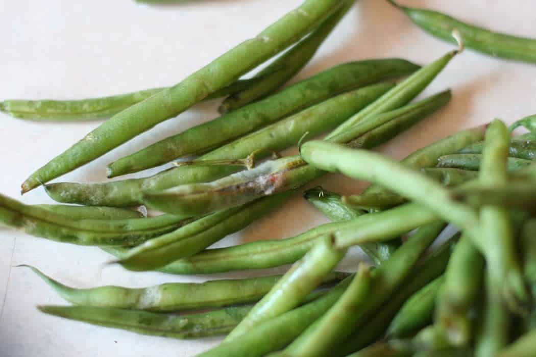 ¿Pueden los pollos comer frijoles cocidos?