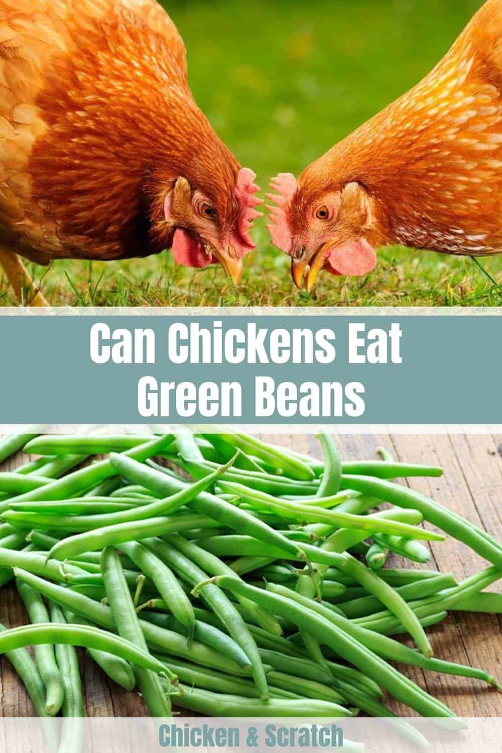 ¿Pueden los pollos comer judías verdes cocidas?