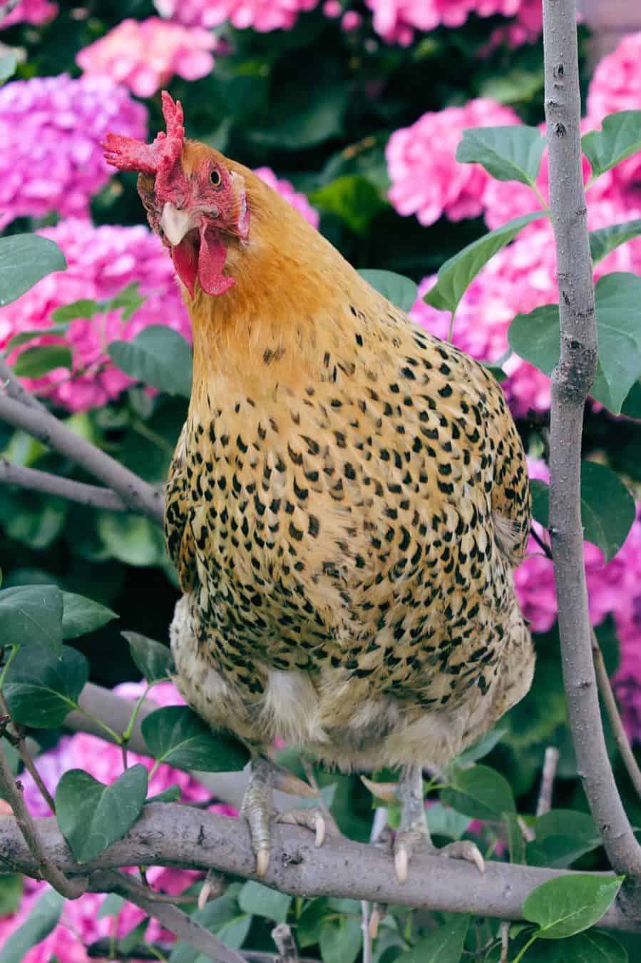 pollito ranúnculo siciliano