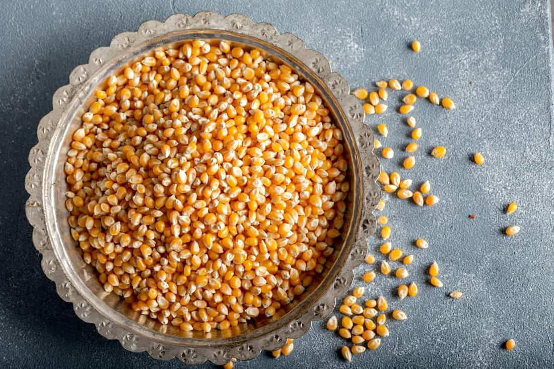 las gallinas comen palomitas de maiz