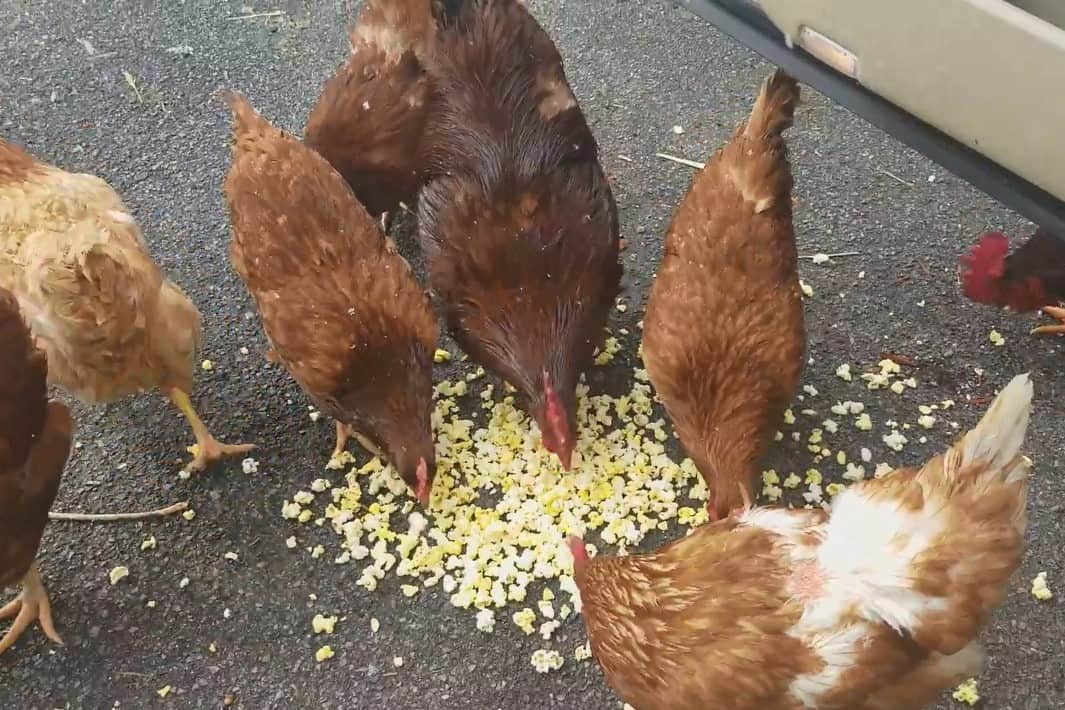¿Pueden los pollos comer palomitas de maíz sin reventar?
