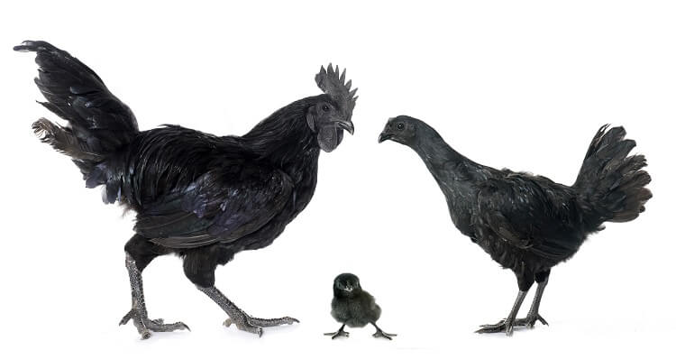 Ayam Cemani Gallo, gallina y pollito