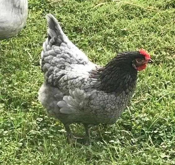 un pollo de gema de zafiro de patio trasero