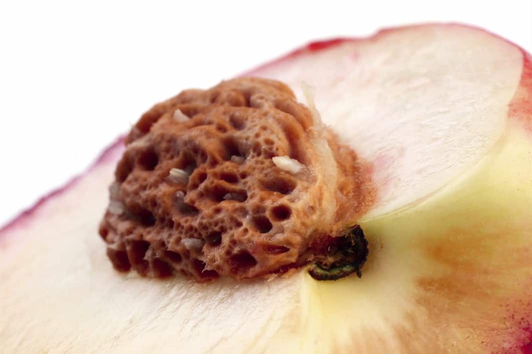 ¿Es la semilla de durazno segura para sus pollos?