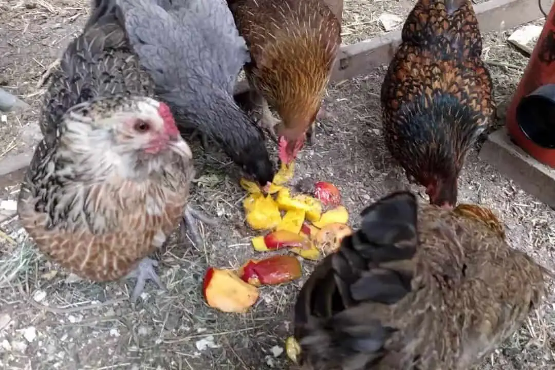 las gallinas comen duraznos