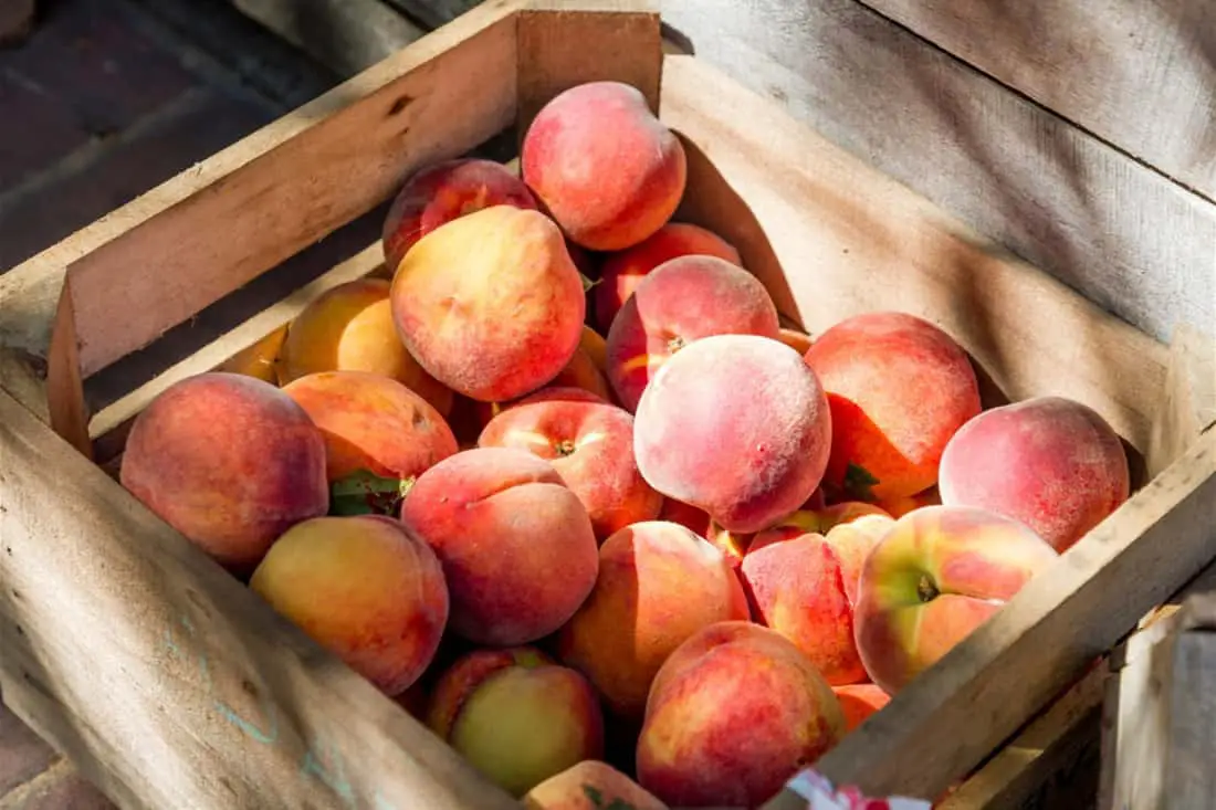 ¿Puedes comer duraznos con gusanos?