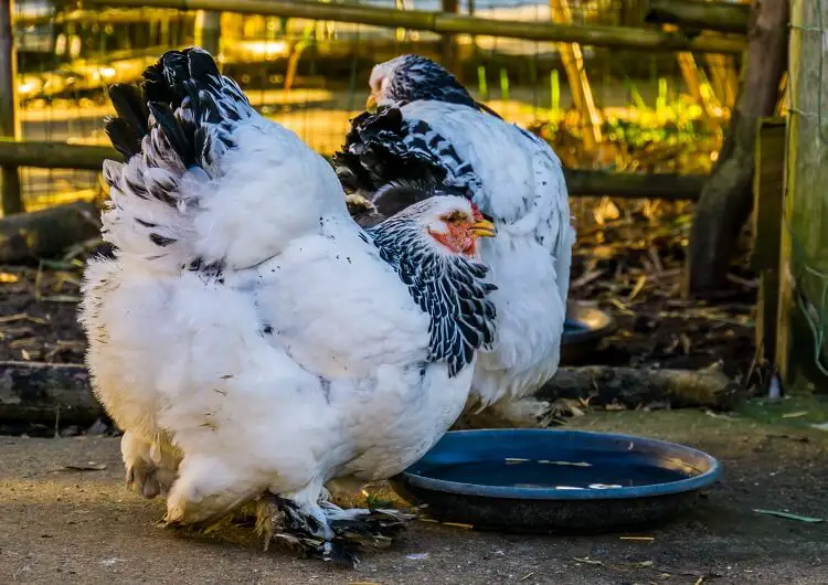 Brahma blanco y negro