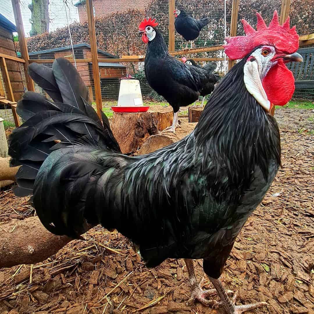 Gallina española negra de cara blanca