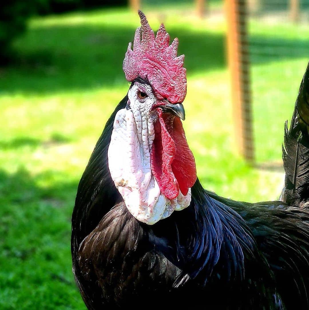 pollo español negro de cara blanca
